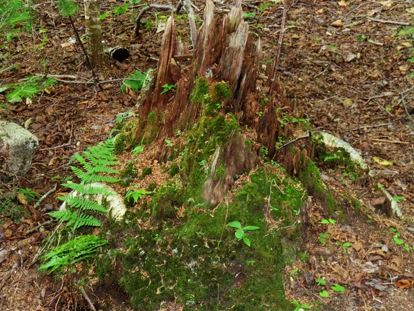 Пень Древесины Покрытый Лишайником — стоковое фото