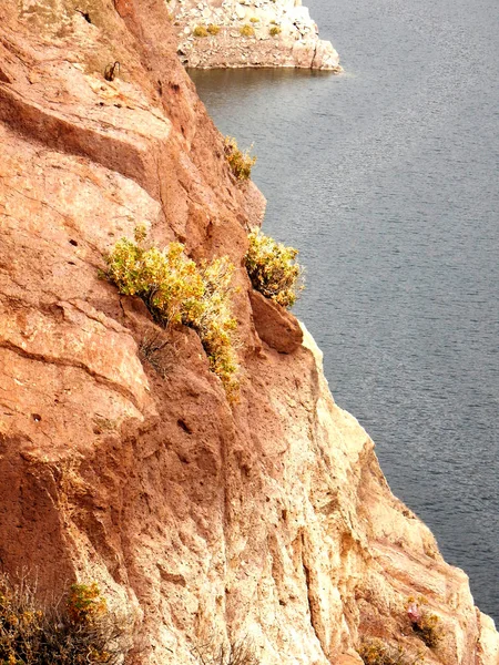 Bir uçurumun kenarında su üzerinde büyüyen sarı çiçek