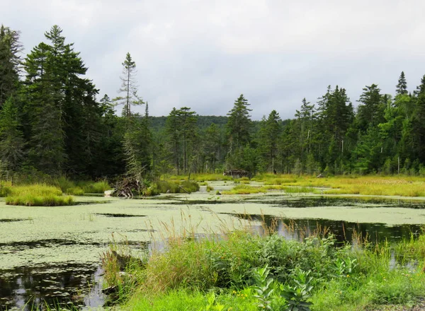 Enorme Pond Het Midden Van Het Bos Het Nationaal Park — Stockfoto