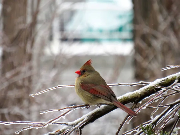 Gros Plan Une Femelle Cardinal Oiseau Sur Une Branche Gelée — Photo