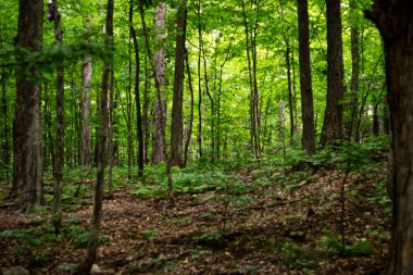 İlkbahar sabahı ormanaltı ormanları