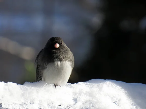 Close Pássaro Junco Olhos Negros Sentado Neve Branca — Fotografia de Stock