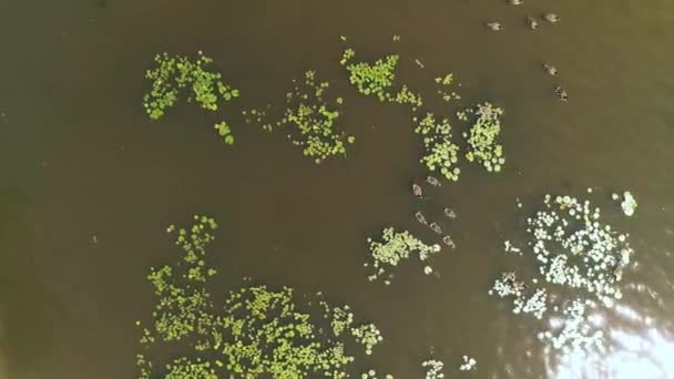 Vista aérea hacia abajo sobre el río mostrando gansos canadienses — Vídeo de stock