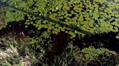 Su nilüferiyle kaplı göletin üzerinde yavaşça ilerleyen hava manzarası