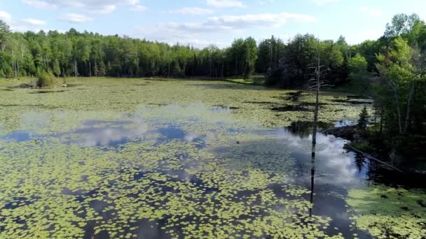 Luchtfoto van een vijver bedekt met waterlelie door het bos — Stockvideo