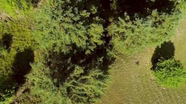 Vista aérea pasando por encima de los árboles mirando hacia abajo — Vídeos de Stock