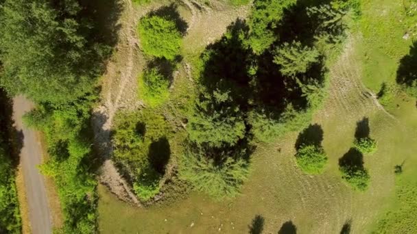 Volando directamente sobre un árbol — Vídeos de Stock