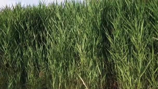 Se levant de derrière l'herbe haute révélant les panoramas de la côte un marais et un immense champ vide