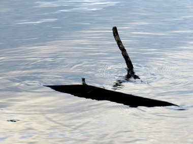 Sakin sulardan çıkan bir ağacın dalları