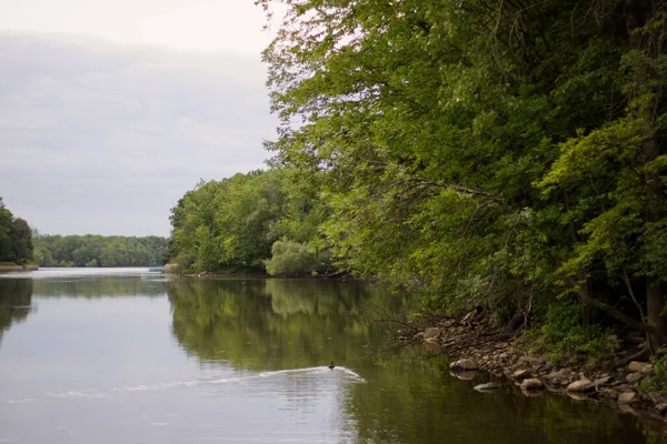 Reflectie Van Volwassen Bomen Bij Rivier Schemering — Stockfoto