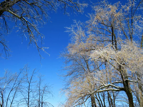 Strahlend Sonniger Tag Mit Blauem Himmel Und Eisbedeckten Bäumen Nach — Stockfoto
