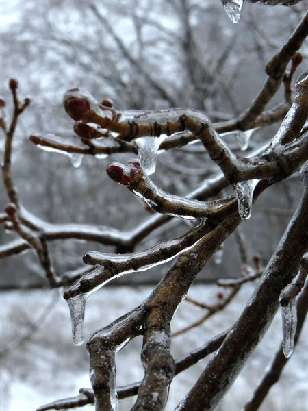 Close Frozen Branch Thick Ice Icecicles Ice Storm — Stock Photo, Image
