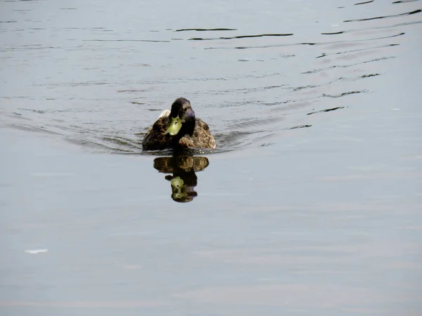 Canard Solitaire Nageant Sur Miroir Comme Lac Montrant Son Reflet — Photo