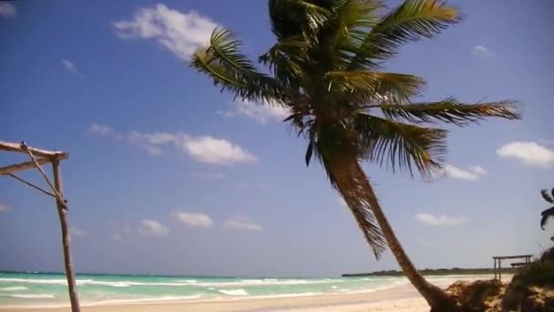 콩 콩의 바람에 흔들리는 가지들이 있는 해변의 야자나무 — 비디오