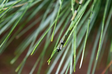 Diprionides - Diprionidae, kozalaklı küçük solucan