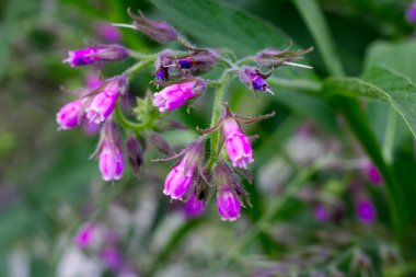 Çanlar gibi küçük pembe çiçeklerin Macro 'su