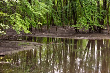 Ormanın ortasındaki bataklığın yanındaki uzun ağaçlar.