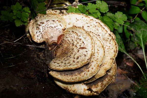 森林里一个巨大的蘑菇的特写 — 图库照片