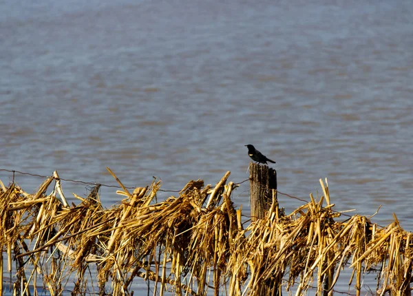 Rotflügelamsel Auf Einem Zaun Blauen Wasser — Stockfoto