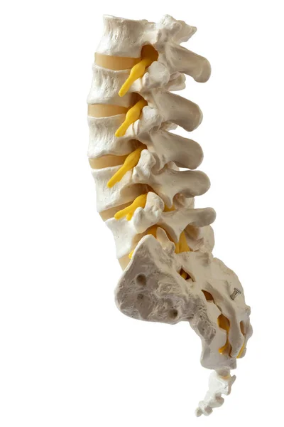 用修剪路径在白色 Backgrpund 上隔离人工腰椎模型的侧面观察 — 图库照片