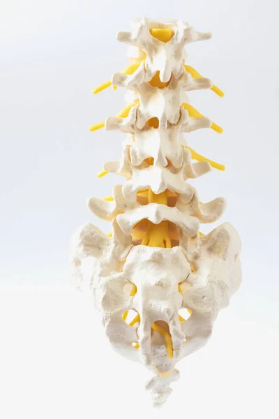 Posterior view of artificial human lumbar spine model on white background