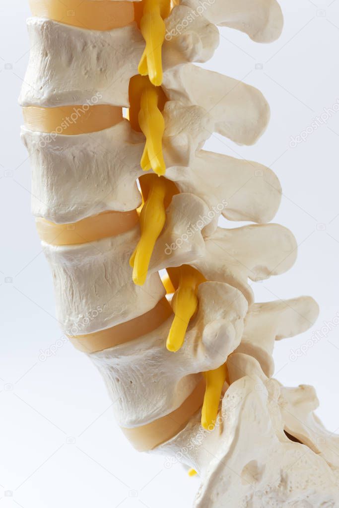 Close-up view of human lumbar spine model on white background