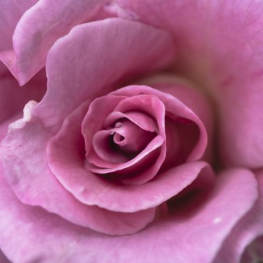 Güzel pembe gül ve su damlacığı macrophotography