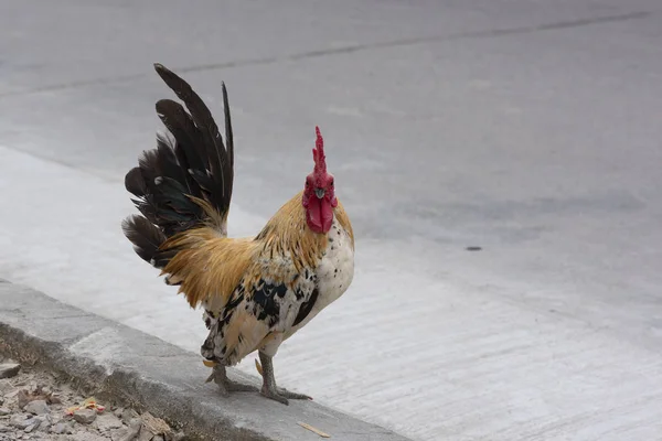 Coq Debout Sur Trottoir Ville — Photo