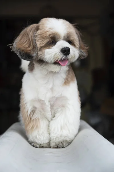 Trochę Ładny Brązowy Shih Tzu Pies Siedzi Odkryty — Zdjęcie stockowe