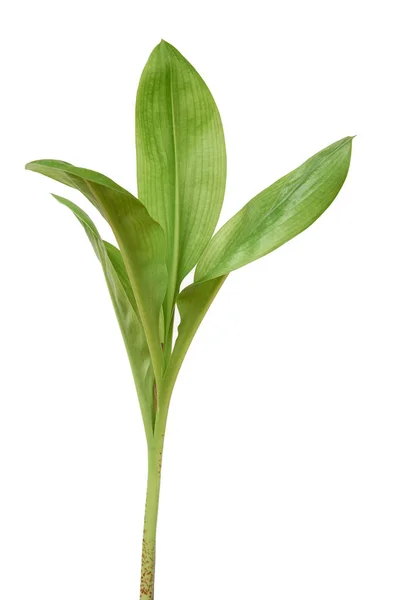 白い背景に分離された Scadoxus Multiflorus の緑の葉します — ストック写真