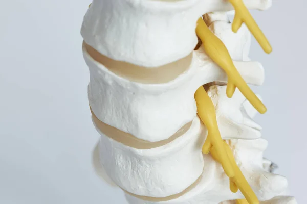 Vista Perto Raiz Nervosa Que Sai Forame Intervertebral Modelo Coluna — Fotografia de Stock