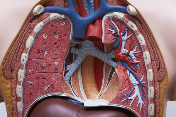 Yakın çekim yapay insan solunum anatomik model görünümü