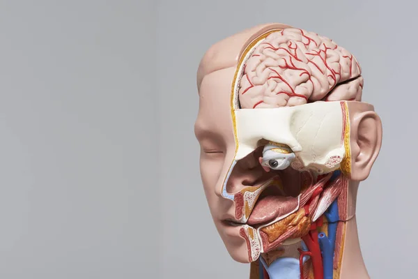 View of human head and neck model and section showing internal organ