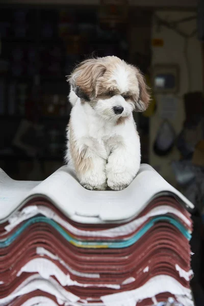 Little Cute Brown Shih Tzu Dog Sitting Outdoor Tiles — Stock Photo, Image