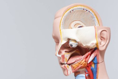 Yan görünümü bölümü gösteren iç organ ve insan baş ve boyun modeli