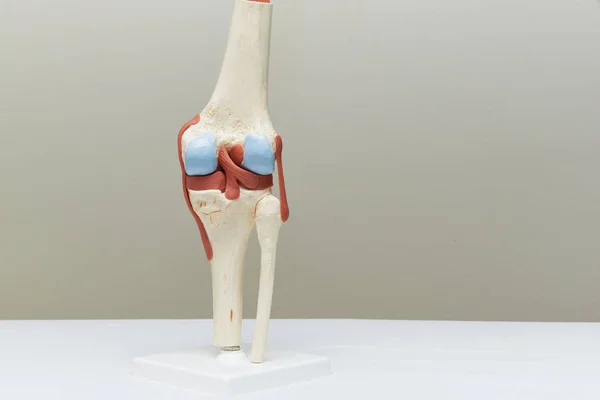 Modelo Artificial Articulação Joelho Humano Consultório Médico — Fotografia de Stock