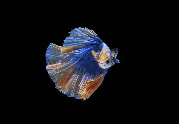 Beautiful Multicolored Siamese Fighting Fish Black Background — Stock Photo, Image