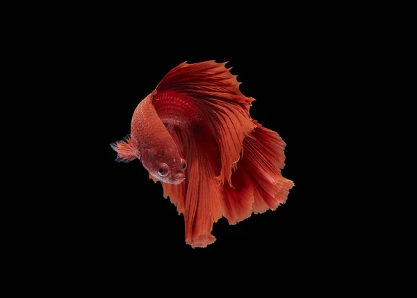 Vackra Röda Siamesiska Striderna Fisk Isolerad Svart Bakgrund — Stockfoto