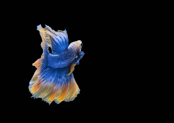 Bellissimo Pesce Siamese Combattente Isolato Sfondo Nero Con Percorso Ritaglio — Foto Stock