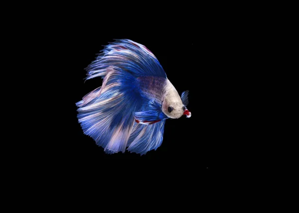 Beautiful Siamese Fighting Fish Isolated Black Background — Stock Photo, Image