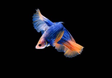 Güzel renkli daha iyi balık, Siyam mücadele balık, siyah arka plan üzerine izole