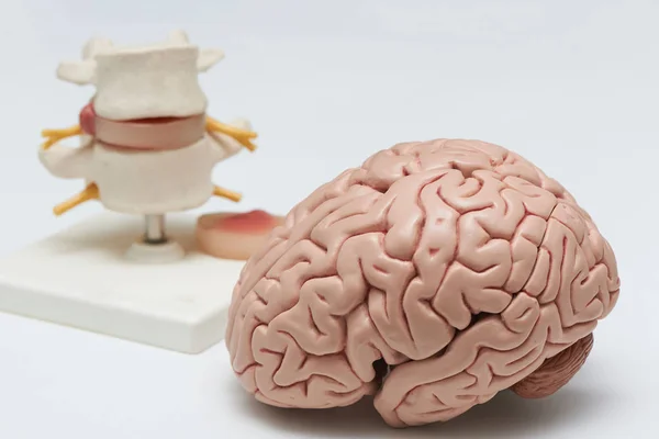Modelo Artificial Cérebro Humano Modelo Coluna Lombar Fundo Branco Escritório — Fotografia de Stock