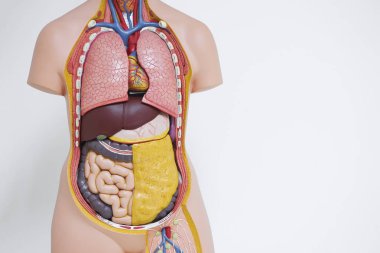 Tıbbi ofis içinde iç organları gösteren yapay insan vücudunun anatomik model