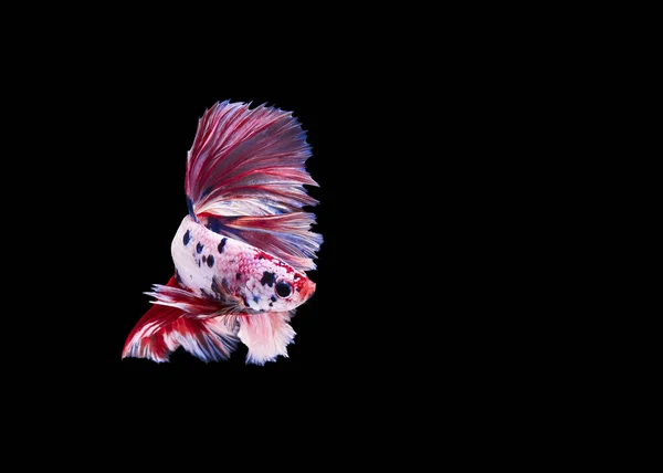 Vackra Siamesiska Striderna Fisk Svart Bakgrund — Stockfoto