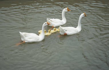 Üç güzel sarı beyaz kaz ve küçük şirin kuşlar gölde Yüzme.