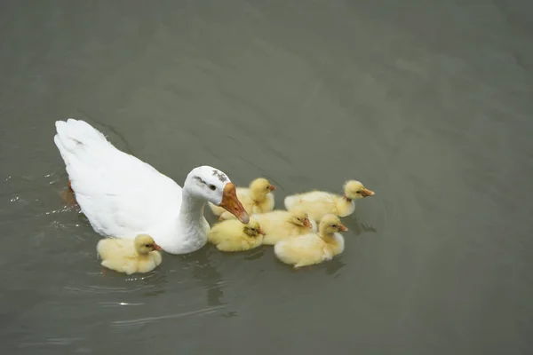 Ganso Blanco Pequeños Goslings Amarillos Lindos Nadando Estanque —  Fotos de Stock