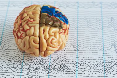 İnsan beyni modeli beyin dalgaları elektroansefalografi üzerinden arka plan üzerinde