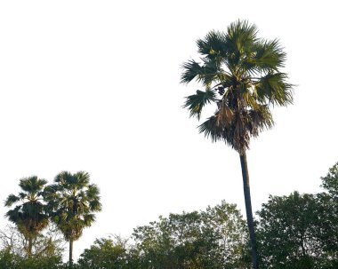 Beyaz zemin üzerine Hindistan cevizi ağaçlarının satır                               