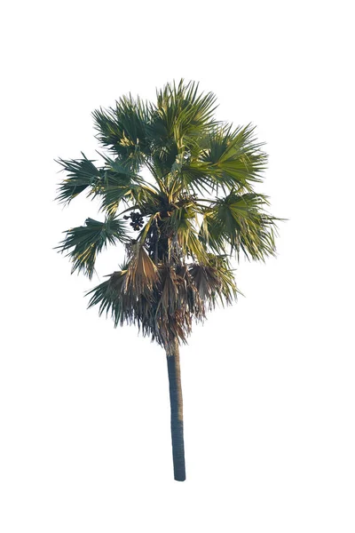 Kokosová Palma Izolovaných Bílém Pozadí — Stock fotografie