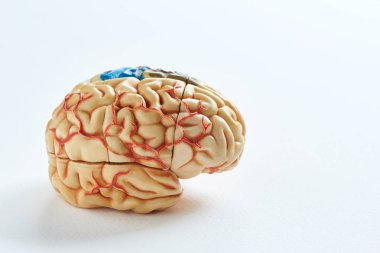 Beyaz arka plan üzerinde insan beyni modeli yan görünüm